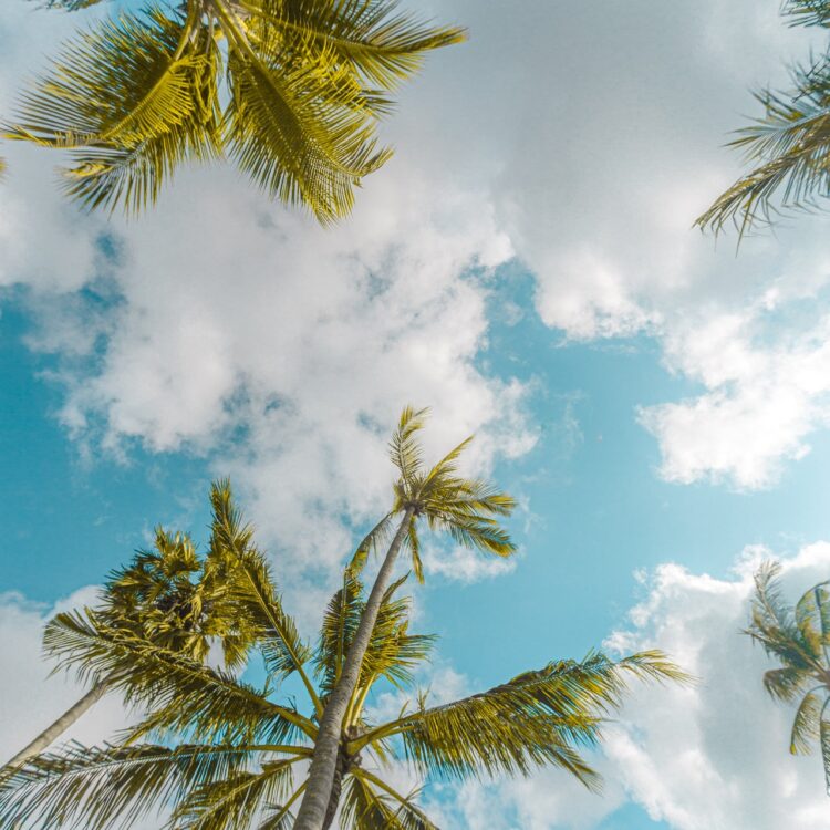 Low angle photo of tall trees 2772854