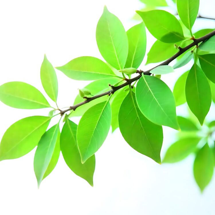 A branch with green leaves that has the word on it