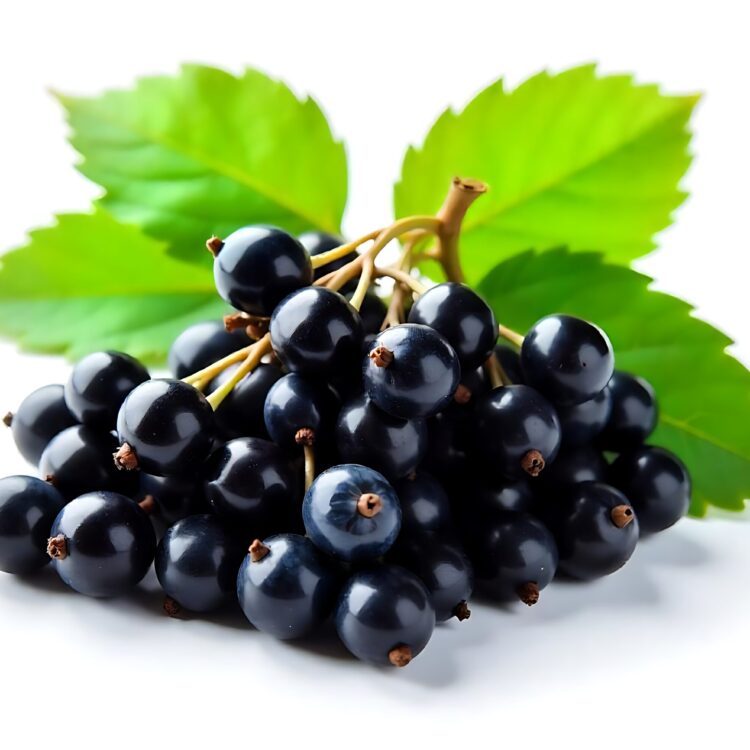 A bunch of blackberries with green leaves on a white background PNG