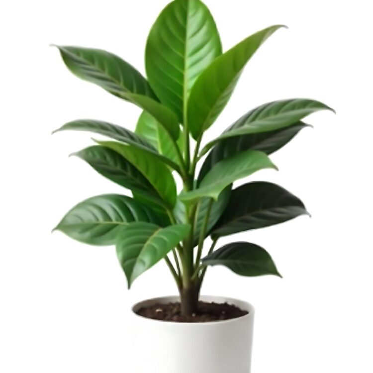 A lush green potted plant with broad leaves in a simple black pot