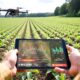 A woman farmer uses a tablet to monitor her sunflower crop The screen shows charts and data