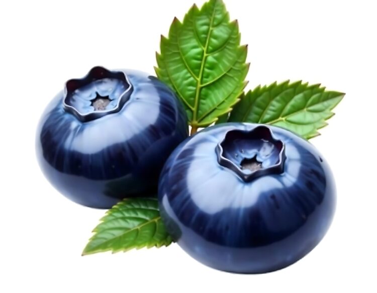 Blueberry isolated Blueberry with leaves on white Bilberry on white background Full depth of field