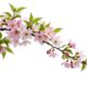 Cherry blossom vector realistic sakura branch