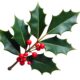 Christmas Holly Leaves and Berries Decoration on White Background Isolated Decorative Mistletoe