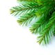 Christmas spruce green fir twig isolated on white Xmas pine tree branch