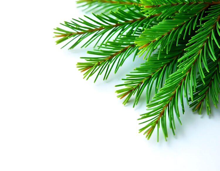 Christmas spruce green fir twig isolated on white Xmas pine tree branch