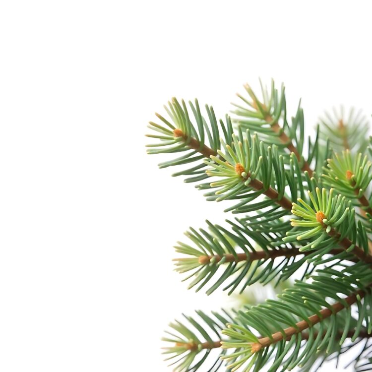 Christmas tree branch isolated on transparent for a christmas decor branches closeup collection png (1)