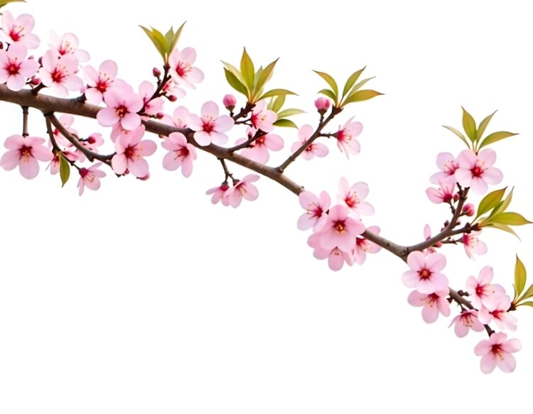 Closeup of a branch with beautiful pink cherry blossoms perfect for springthemed designs