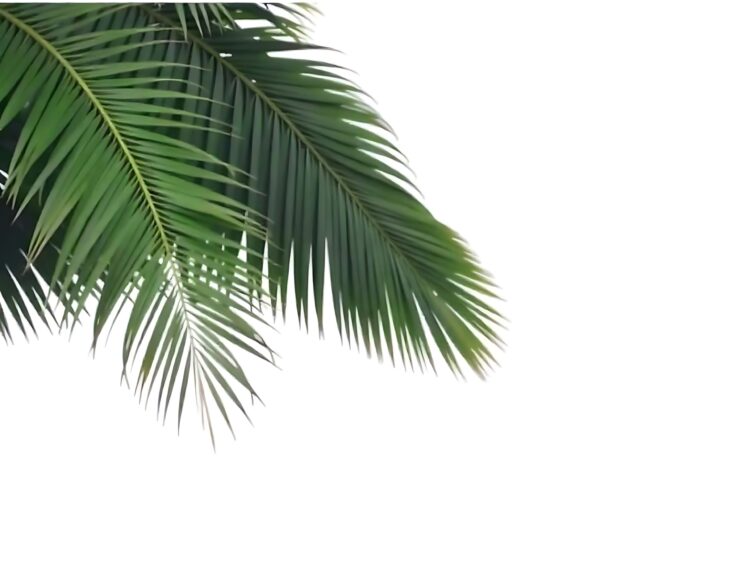 Concept summer with green palm leaf from tropical frond floral leaves branches tree isolated