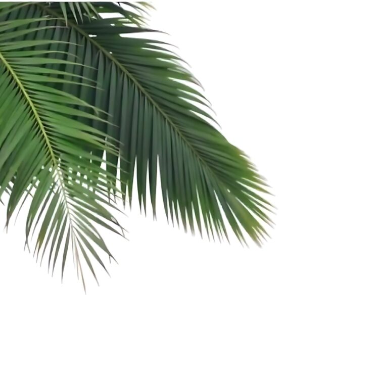 Concept summer with green palm leaf from tropical frond floral leaves branches tree isolated