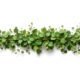 Eco Chic Elevate your designs with this eucalyptus frame The green leaves isolated on a white background png