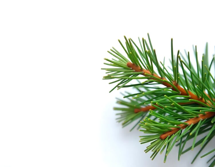 Fir tree branch isolated with clipping path on white background