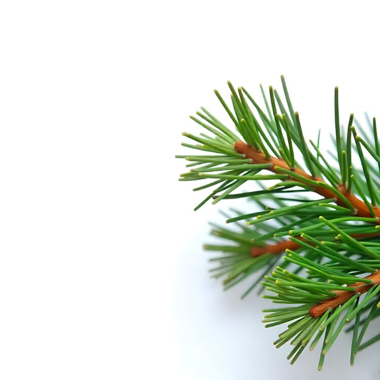 Fir tree branch isolated with clipping path on white background