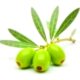 Fresh Olives with leaf isolated on white background