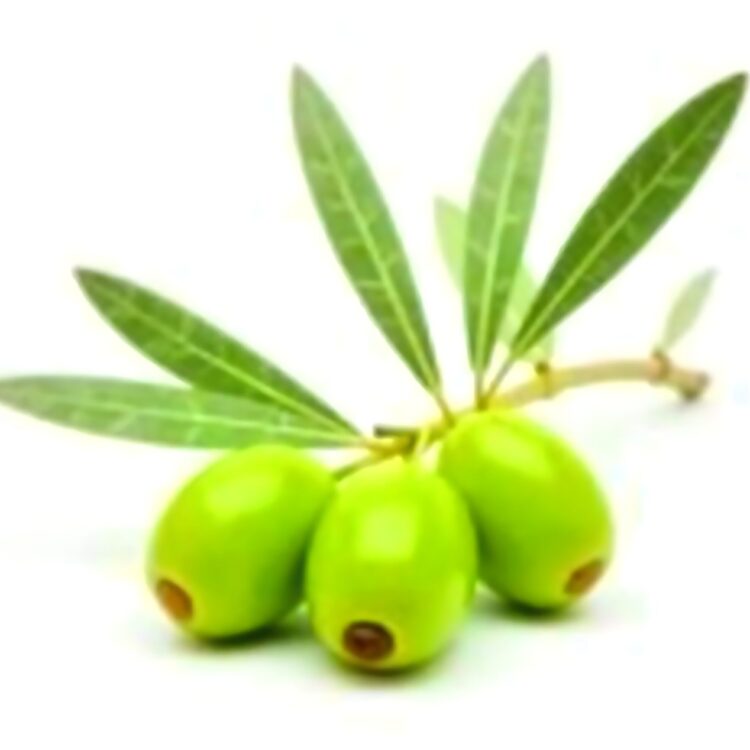 Fresh green olives on the white background