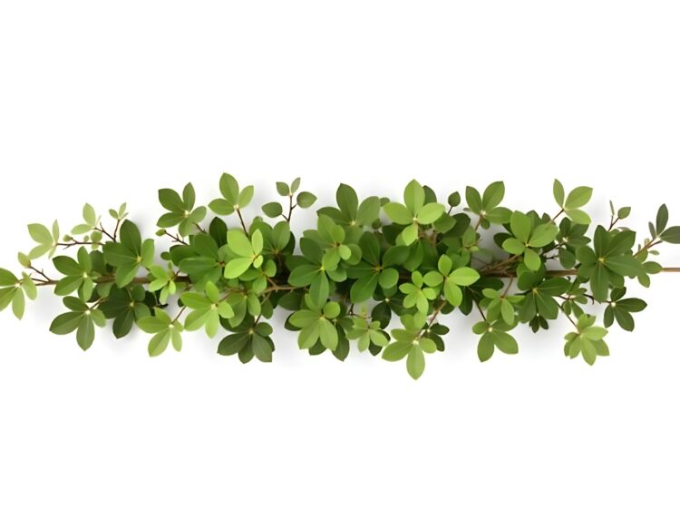 Green leaf isolated on white background