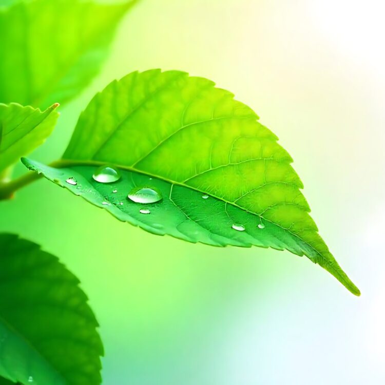 Green leaf with water drops macro nature background with water reflection