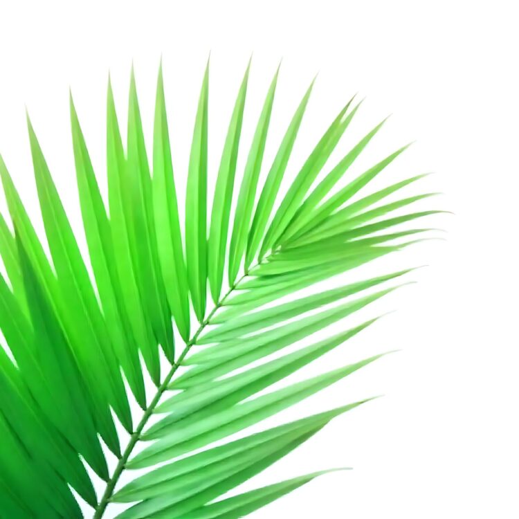 Green leaves of palm tree isolated on white background