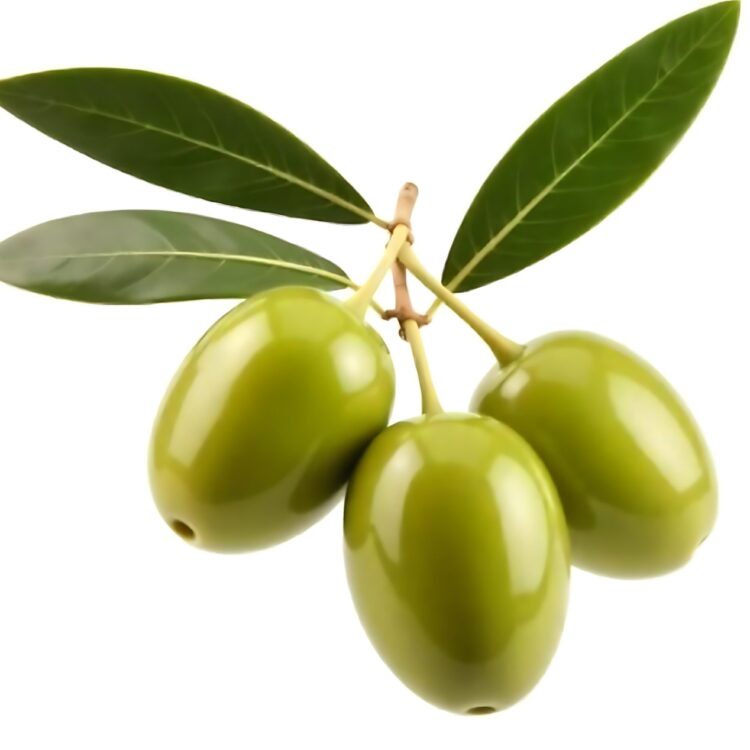 Illustration of olive without leaf side view image from side isolate