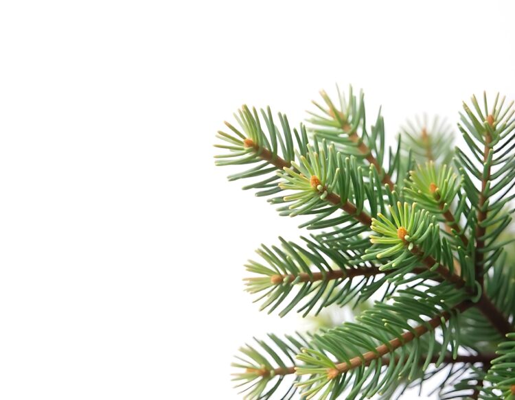 Lush Green Fir Tree Branch with Red Buds