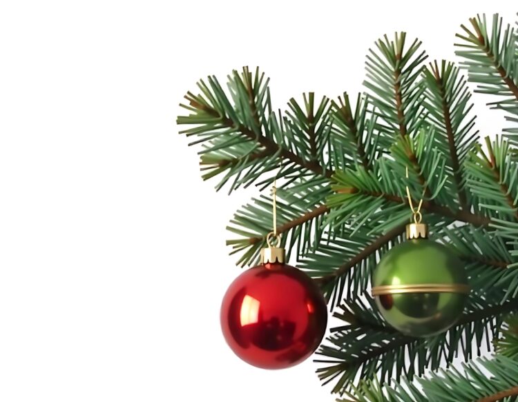 Single Red Christmas glass ball hanging from a pine branch isolated on white with copy space