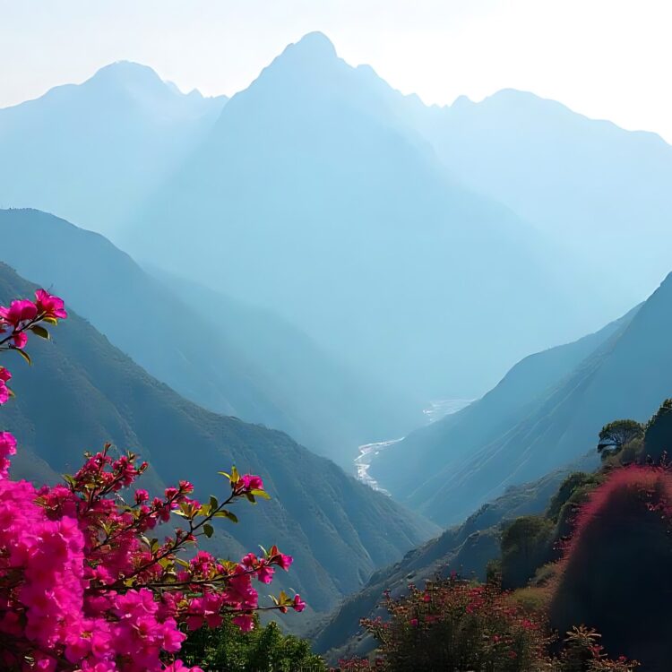 Sunrise Over a Field of Pink Flowers in the Mountains