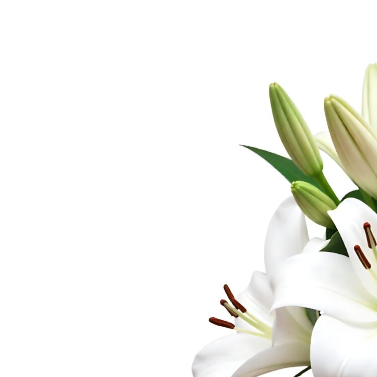 White lily flowers banner White lily flower on white background Floral wedding card celebration invitation farewell greeting condolence Generative AI